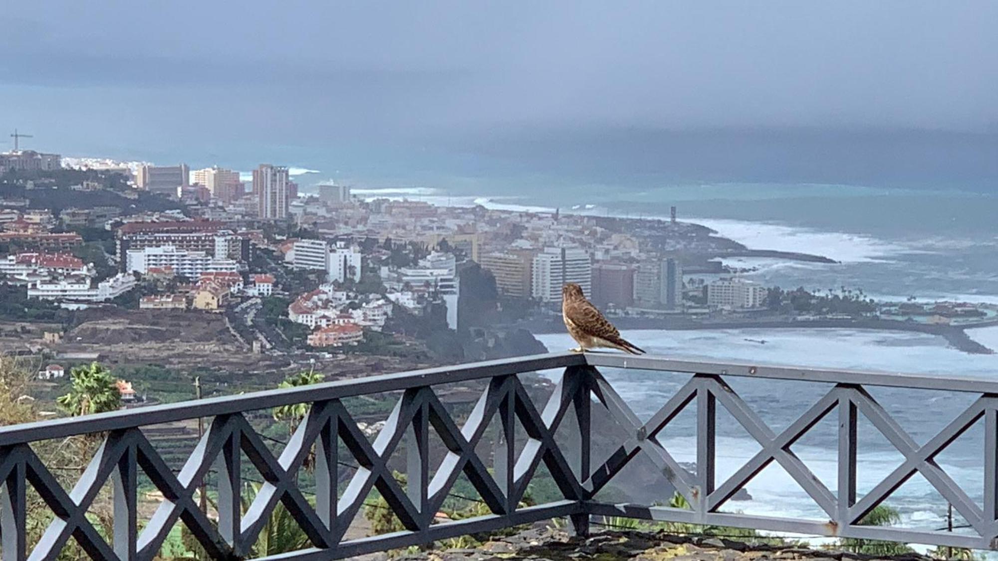 Apartamento Renovado "Hogar Las Vistas" Los Realejos Esterno foto